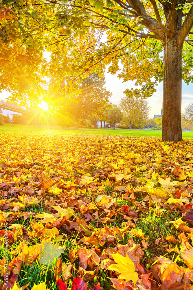 Sunny autumn foliage - obrazy, fototapety, plakaty 