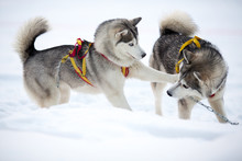 Two Playing Siberian Husky Dogs Outdoor