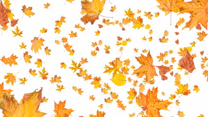 Wall Mural - Sun shining through fall leaves . Isolated.