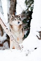 Wall Mural - wolf in winter woods