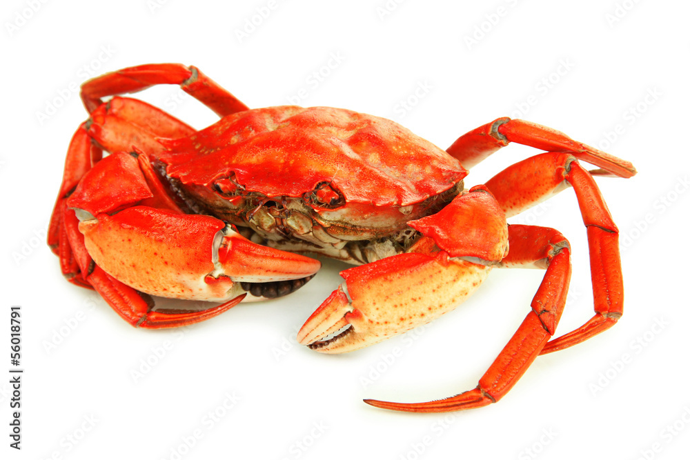 Boiled crab isolated on white