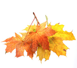isolated autumn leaves