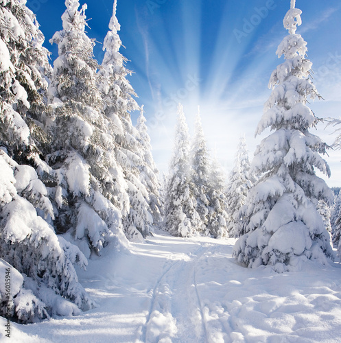 Naklejka na drzwi sonniger Winterwald