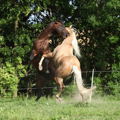 Two quarter horse stallions fighting with each other