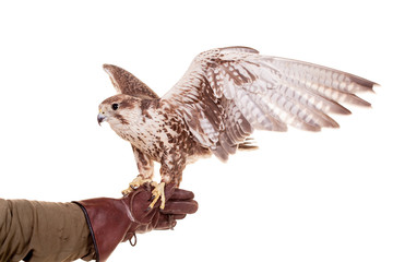 saker falcon (falco cherrug) isolated on white