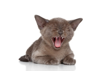 Canvas Print - Kitten yawn