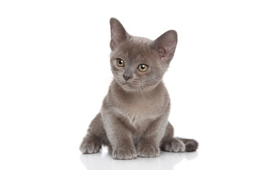 Canvas Print - Kitten posing on white background