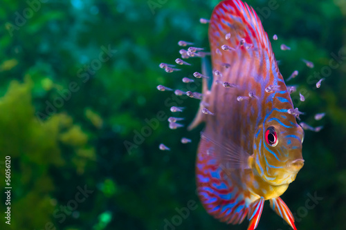 Fotomural Discus fish with baby fish swimming in aquarium