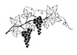 Vector illustration -- grapevine
