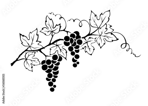 Cuadros en Lienzo Vector illustration -- grapevine