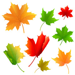 vector illustration of colorful maple leaf