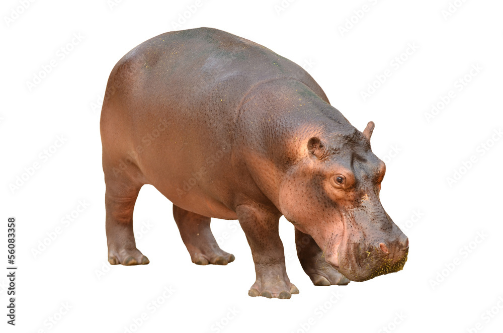 hippopotamus isolated - obrazy, fototapety, plakaty 