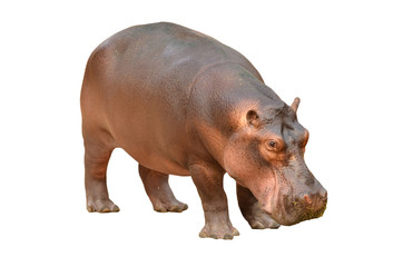 hippopotamus isolated