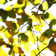 Canvas Print - autumn leaves close up