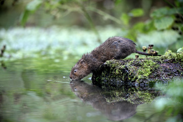 Poster - Water vole, Arvicola terrestris