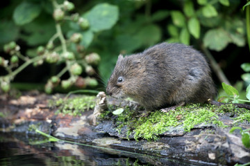 Canvas Print - Water vole, Arvicola terrestris