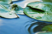 Water Lily Leaves And Water Drops