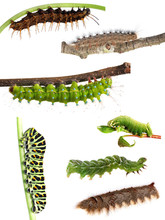 Collection Of Caterpillars From Butterflies And Moths