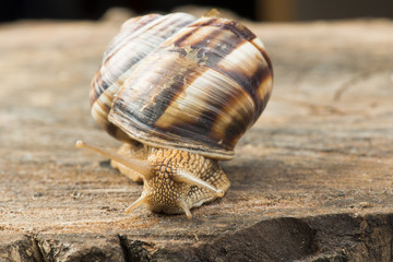 Wall Mural - Snail on tree bark