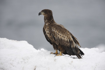 Poster - White-tailed sea-eagle, Haliaeetus albicilla