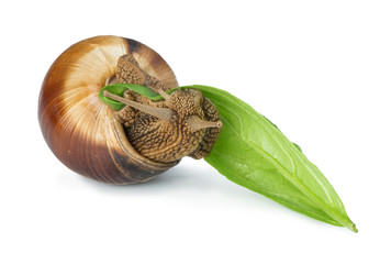 Wall Mural - Snail and green leaf