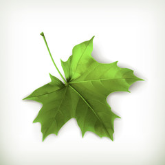 Wall Mural - maple leaf, green