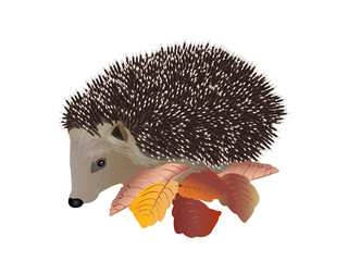 Wall Mural - Hedgehog