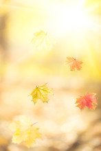 Falling Autumn Maple Leaves