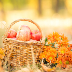 Wall Mural - Basket with red apples in autumn