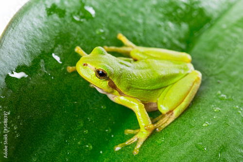 Tapeta ścienna na wymiar Green tree frog on the leaf close up