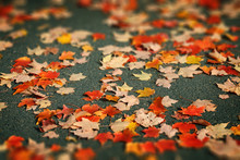 Red And Yellow Autumn Leaves On Asphalt Background