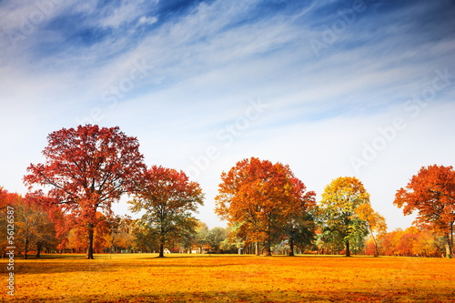 Fotomural Otoño, árboles, paisaje, otoño, estación