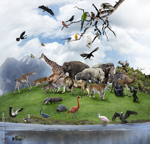 Plakat na zamówienie A Collage Of Wild Animals And Birds