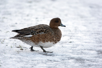 Poster - Wigeon, Anas penelope