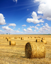 Harvested Bales Of Straw In Field