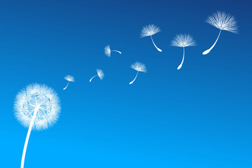dandelion