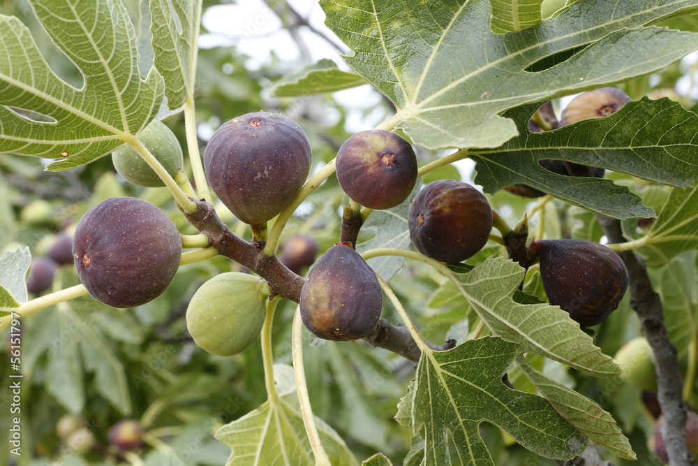 Higo Roma higos en rama de higuera Stock Photo | Adobe Stock