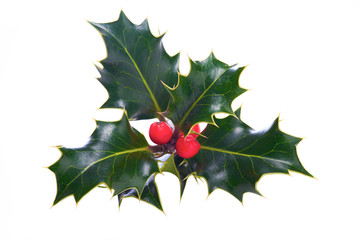 Wall Mural - christmas holly