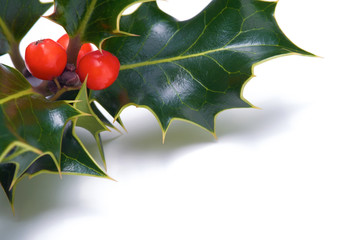 Wall Mural - christmas holly