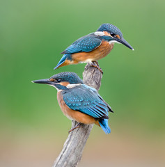 Poster - Common Kingfishers