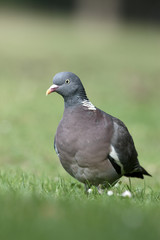 Poster - Wood pigeon, Columba palumbus