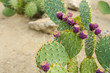 Prickly pear cactus with fruit in purple color.