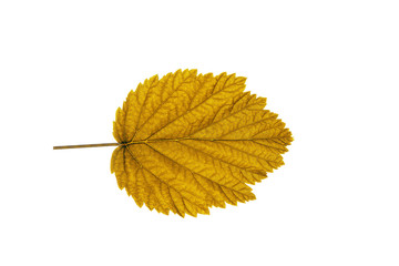 Wall Mural - autumn  leaf  on white background