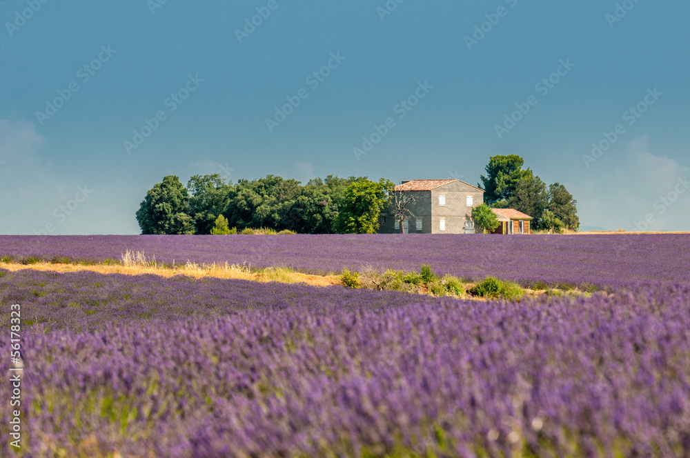 Lavender field, Provence, France