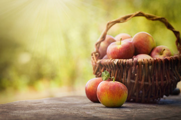 Freshly harvested apples