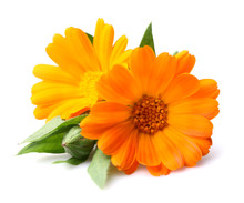 Beauty Marigold Flowers