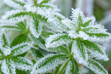 Wall Mural - green grass in hoarfrost