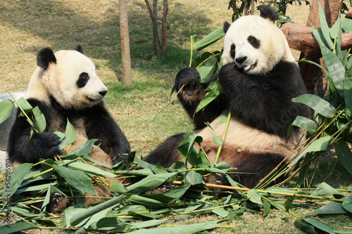 Fotografia, Obraz Two giant panda enjoying their bamboo food in a zoo