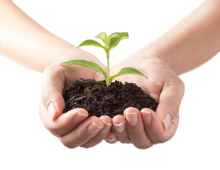 Wall Mural - plant in hands - white background