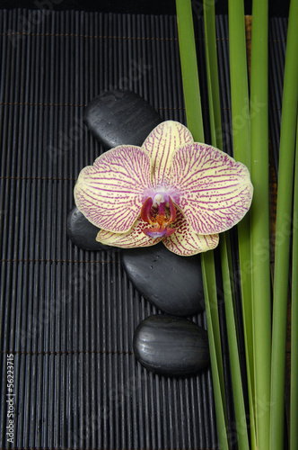 Fotomural beautiful orchid and green plant on mat